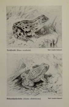 1926 - Teichfrosch, Geburtshelferkröte / Erdkröte, Pipa- oder ... - alter Druck